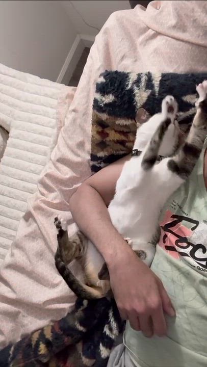 Enlarge Bella, an adoptable Domestic Short Hair in Weehawken, NJ video 6/6