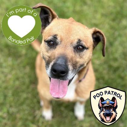 Lexa, Adoptable, Adult Female Mixed Breed & Mixed Breed.