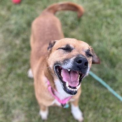 Lexa, Adoptable, Adult Female Mixed Breed & Mixed Breed.