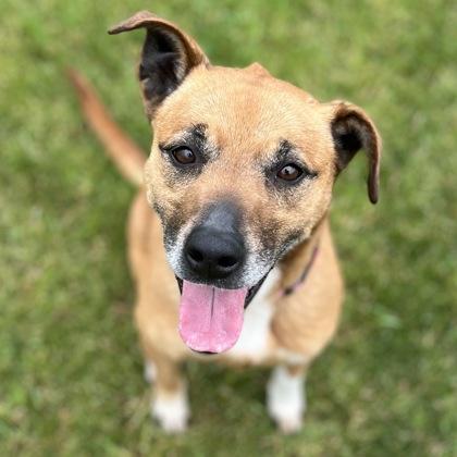 Lexa, a Adoptable mixed breed in Janesville, WI image 3/3