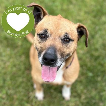 Lexa, a Adoptable mixed breed in Janesville, WI image 2/3