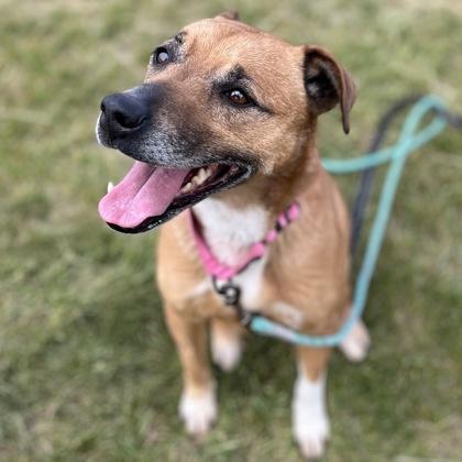 Lexa, a Adoptable mixed breed in Janesville, WI image 2/3