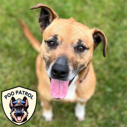 Lexa, a Adoptable mixed breed in Janesville, WI image 3/3