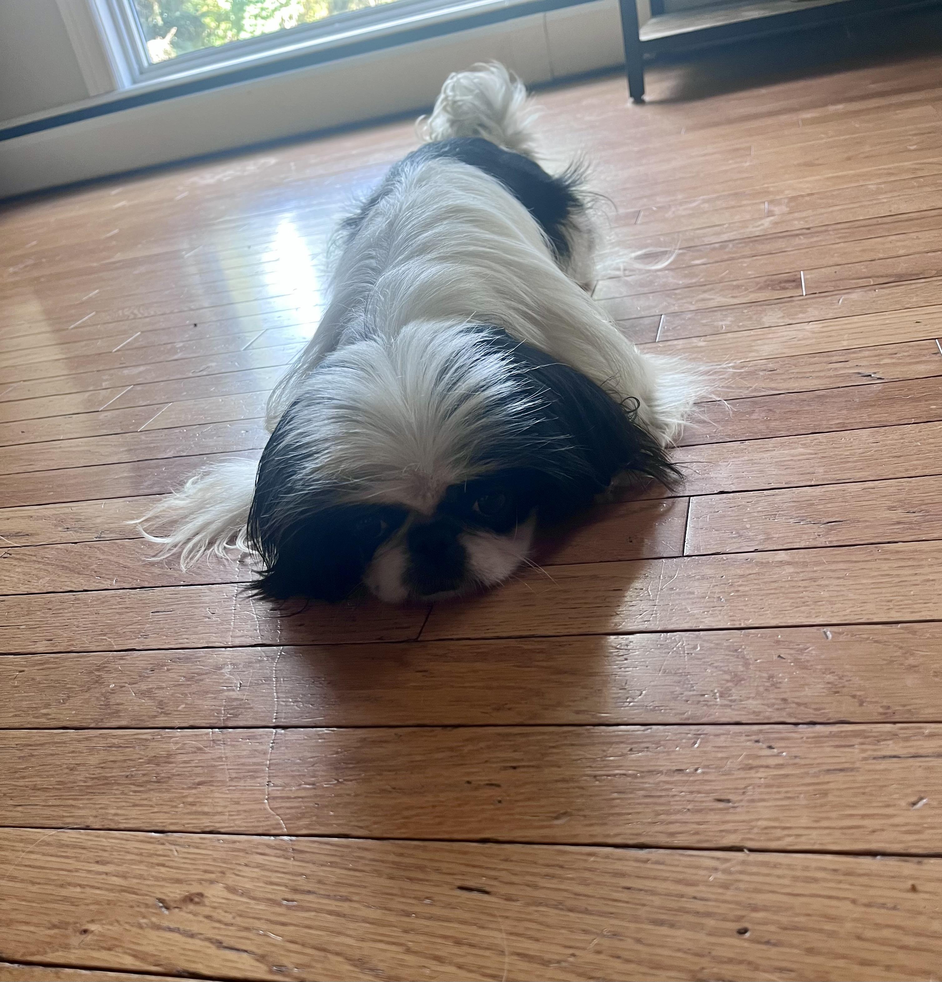 zoe, an adoptable Pekingese in Edmonton, AB, T5B 2B7 | Photo Image 4