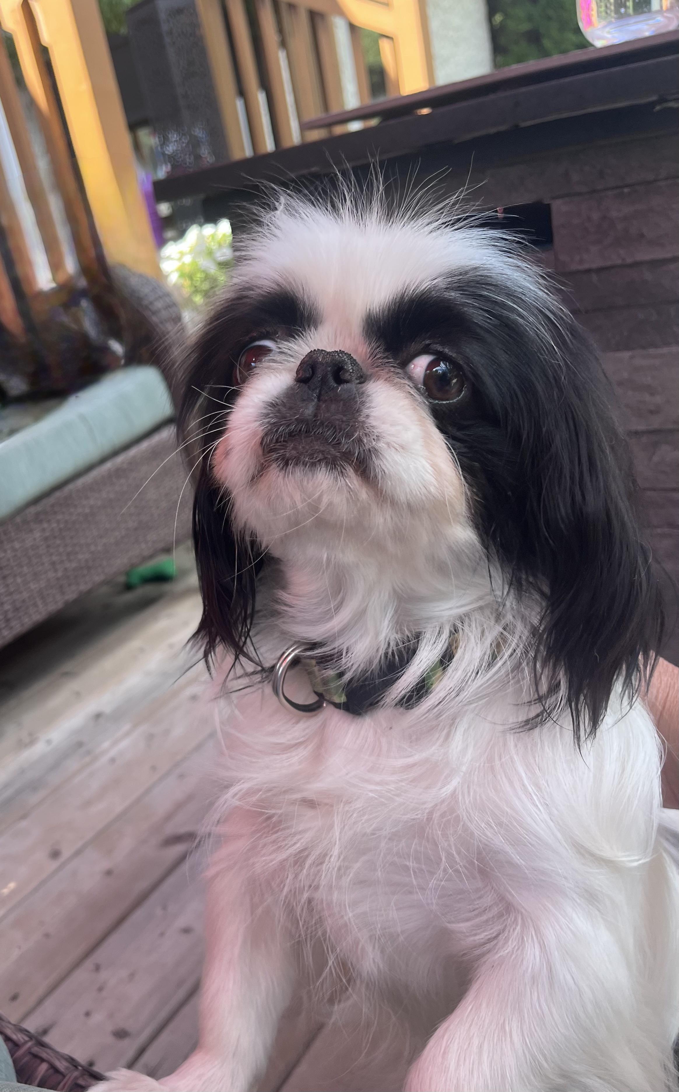zoe, an adoptable Pekingese in Edmonton, AB, T5B 2B7 | Photo Image 1