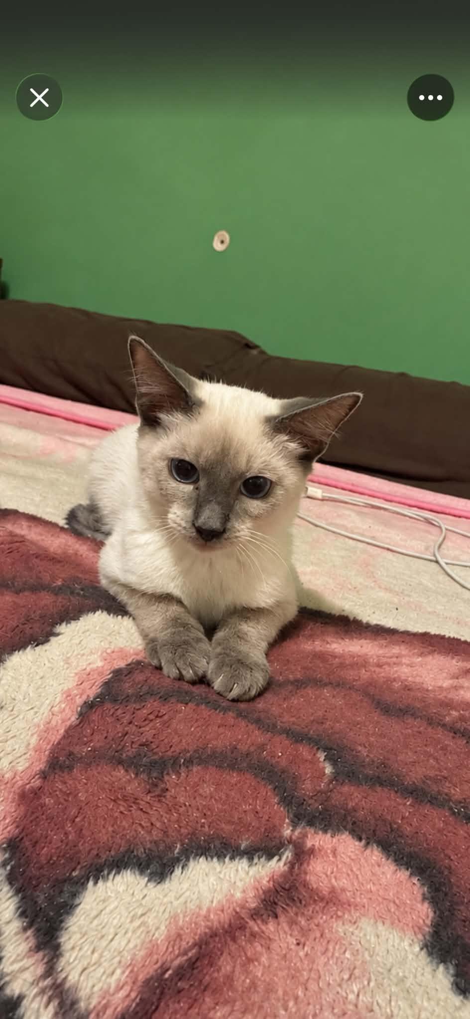 Kimchi and Toast, Adopted, Kitten Male Siamese.
