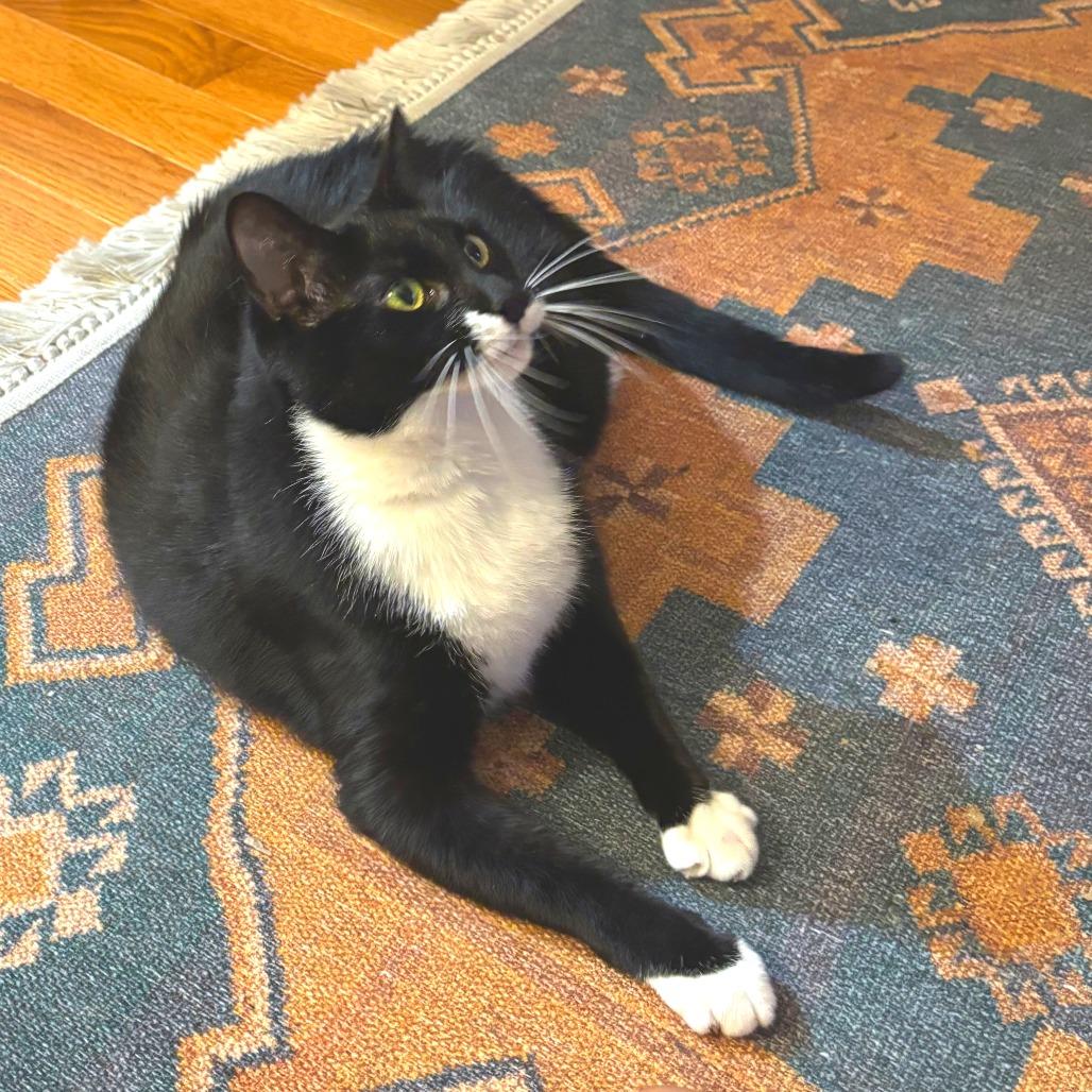 Enlarge Charm, a Adoptable Domestic Short Hair in New York, NY image 1/6