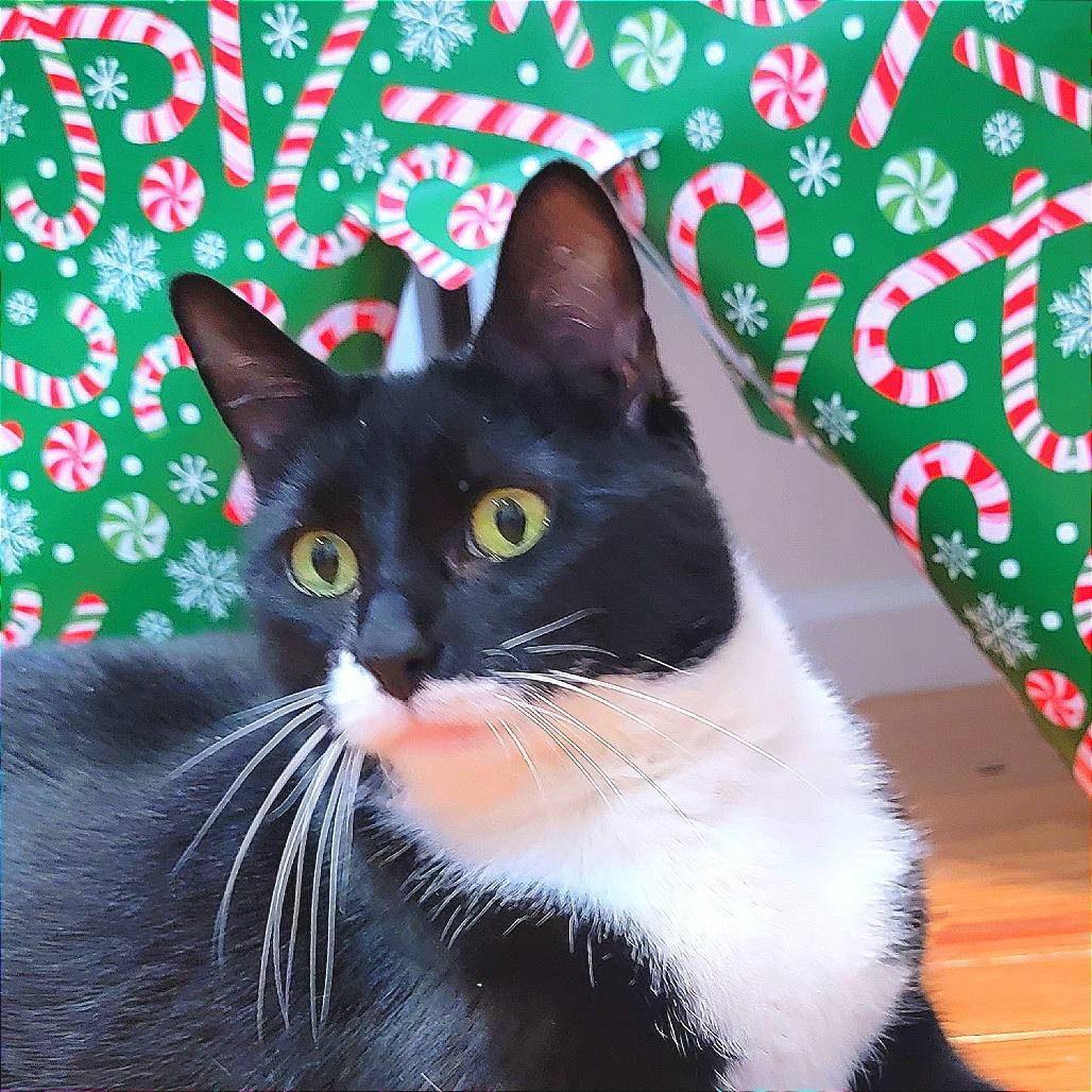 Enlarge Charm, a Adoptable Domestic Short Hair in New York, NY image 2/6