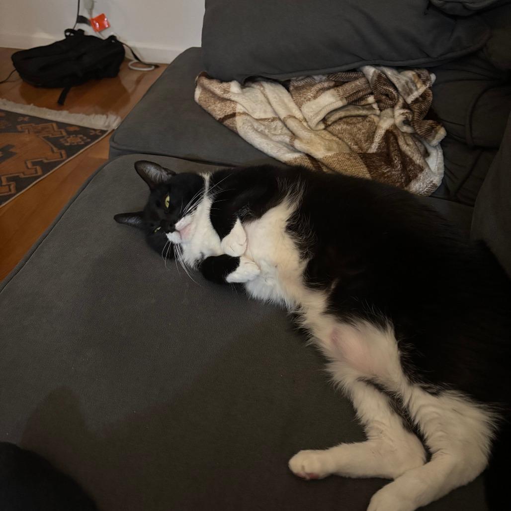 Enlarge Charm, a Adoptable Domestic Short Hair in New York, NY image 3/6