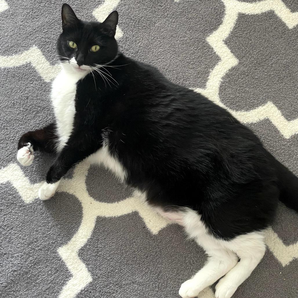 Enlarge Charm, a Adoptable Domestic Short Hair in New York, NY image 4/6