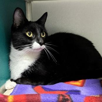 Enlarge Charm, a Adoptable Domestic Short Hair in New York, NY image 5/6