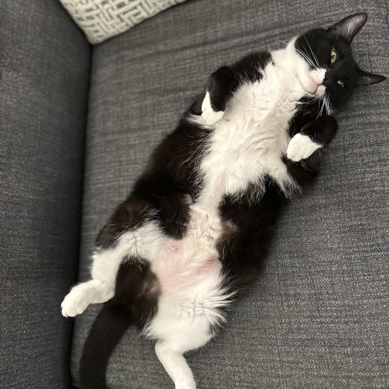 Enlarge Charm, a Adoptable Domestic Short Hair in New York, NY image 6/6