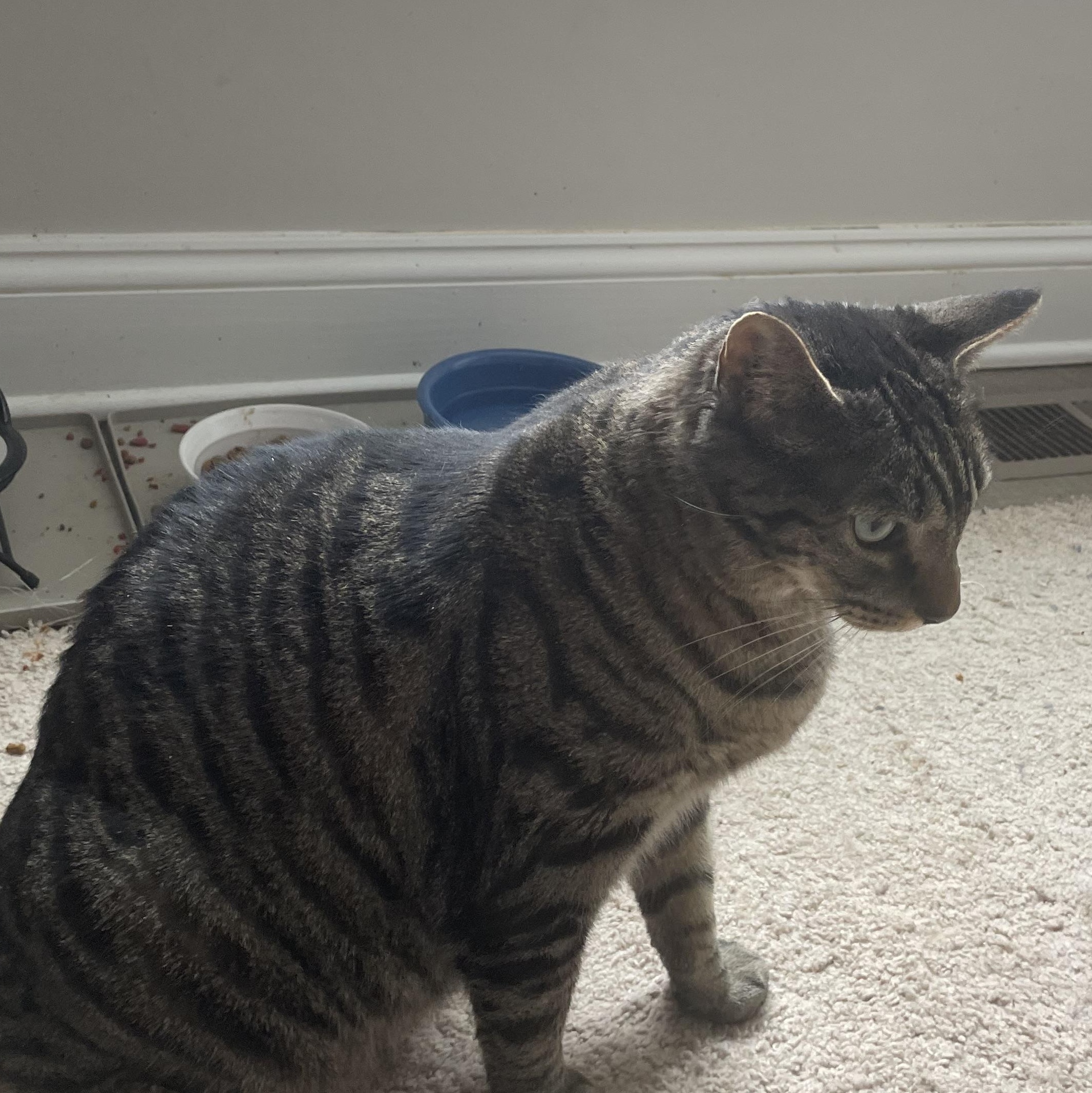 Harley , ADOPTABLE, Adult Male Domestic Short Hair.