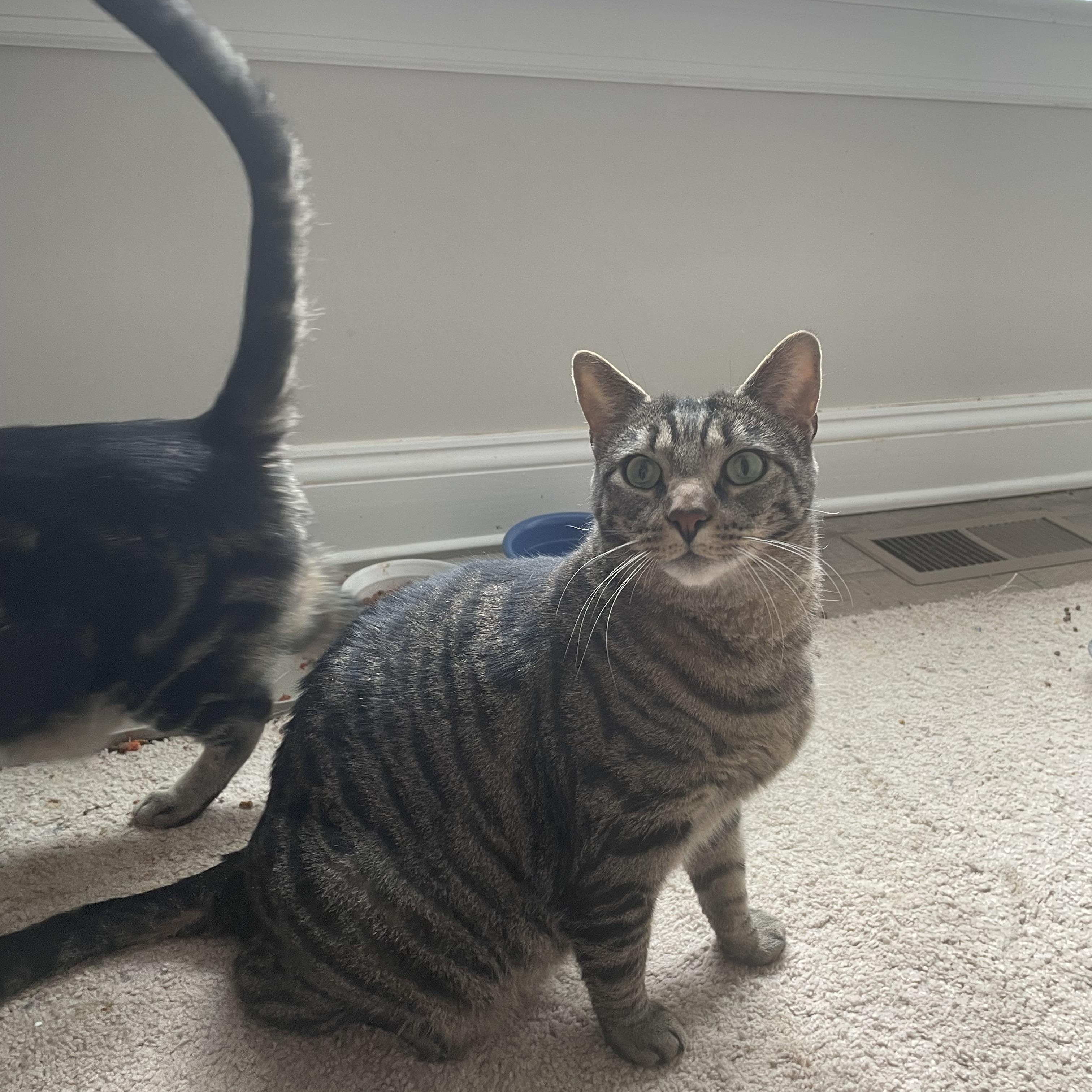 Enlarge Harley , a ADOPTABLE Domestic Short Hair in lititz, PA image 3/3