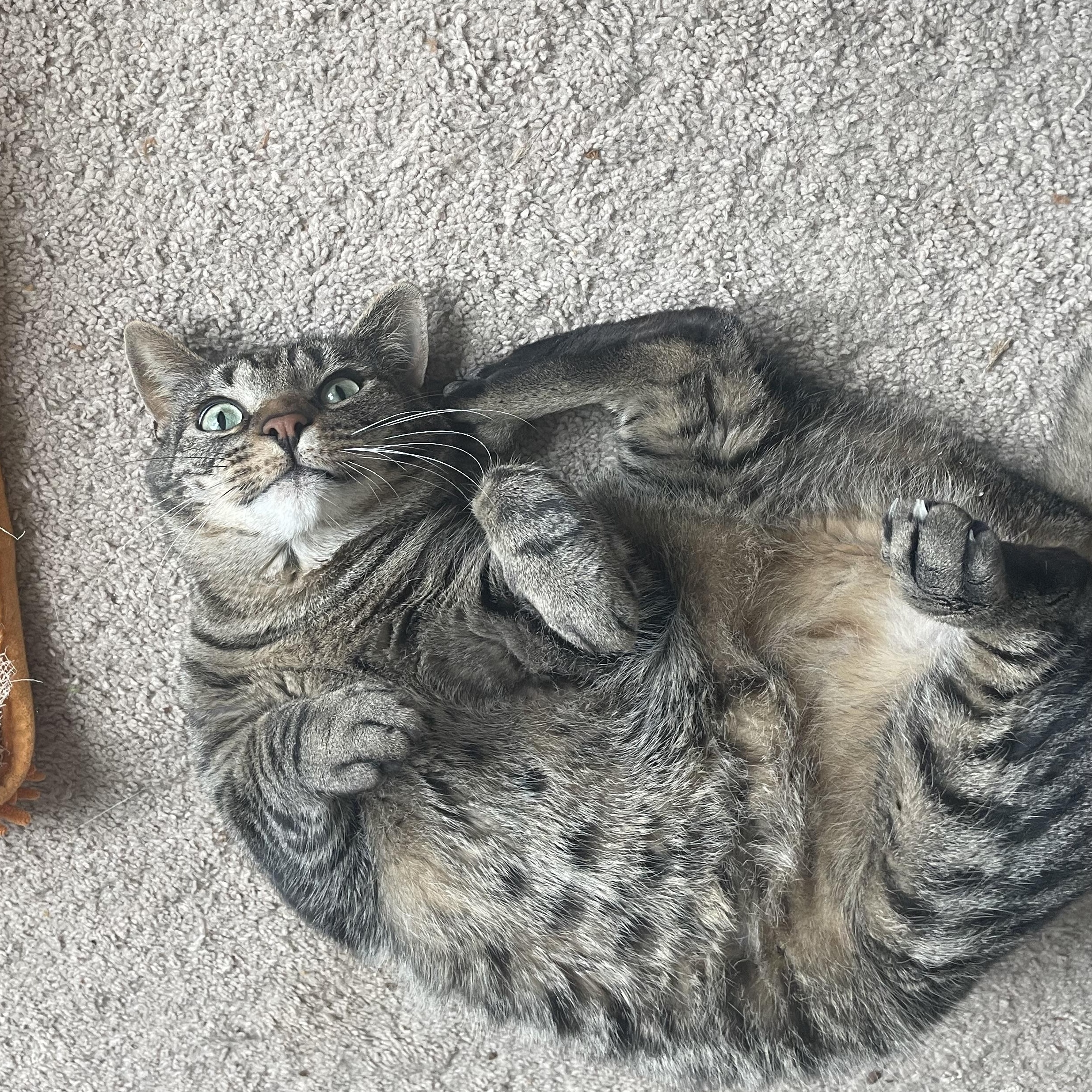 Enlarge Harley , a ADOPTABLE Domestic Short Hair in lititz, PA image 2/3