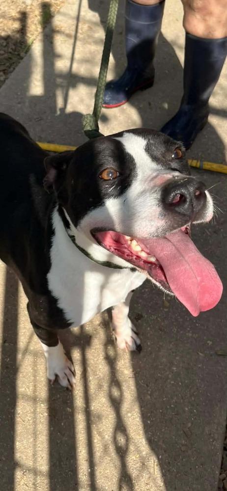 Grace, Adoptable, Adult Female Mixed Breed.