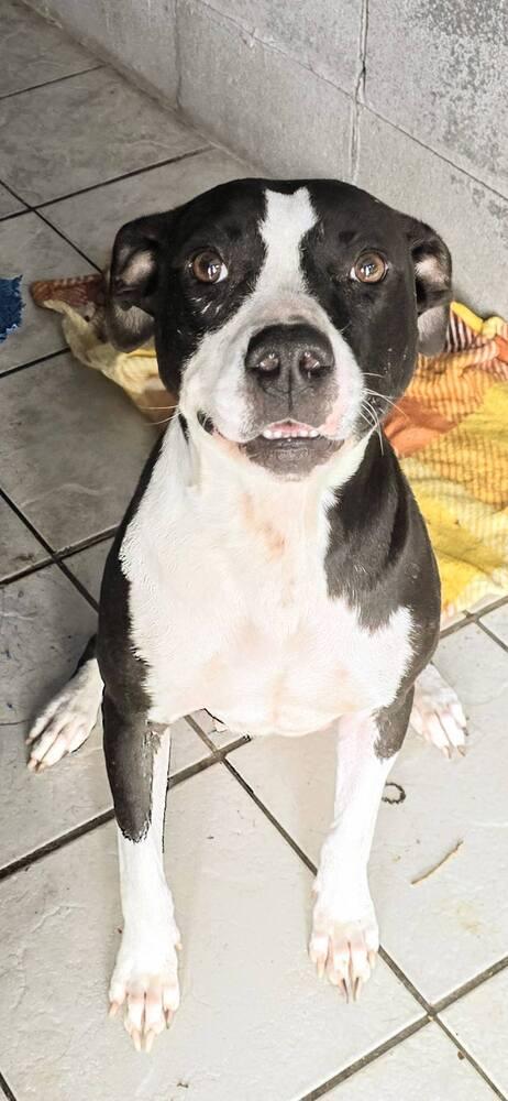Grace, a Adoptable mixed breed in Scott, LA image 2/4