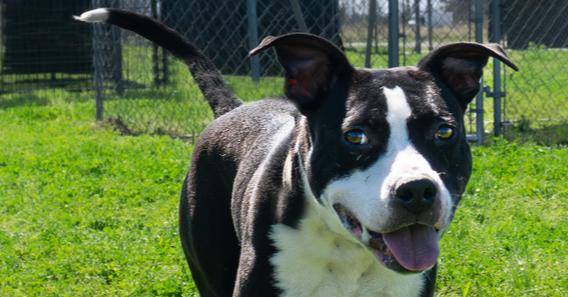 Grace, a Adoptable mixed breed in Scott, LA image 3/4