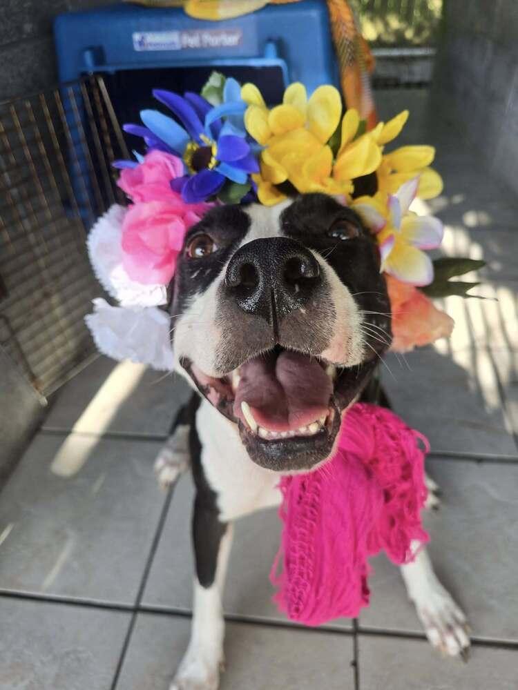 Grace, a Adoptable mixed breed in Scott, LA image 4/4