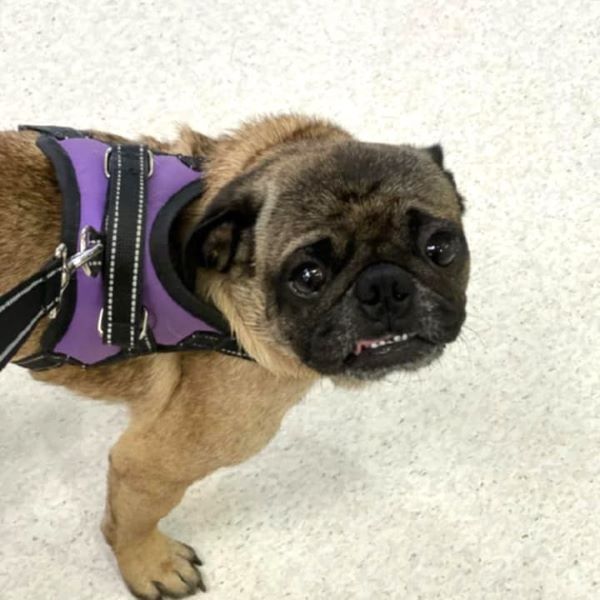 Gordon, Adoptable, Young Male Pug.