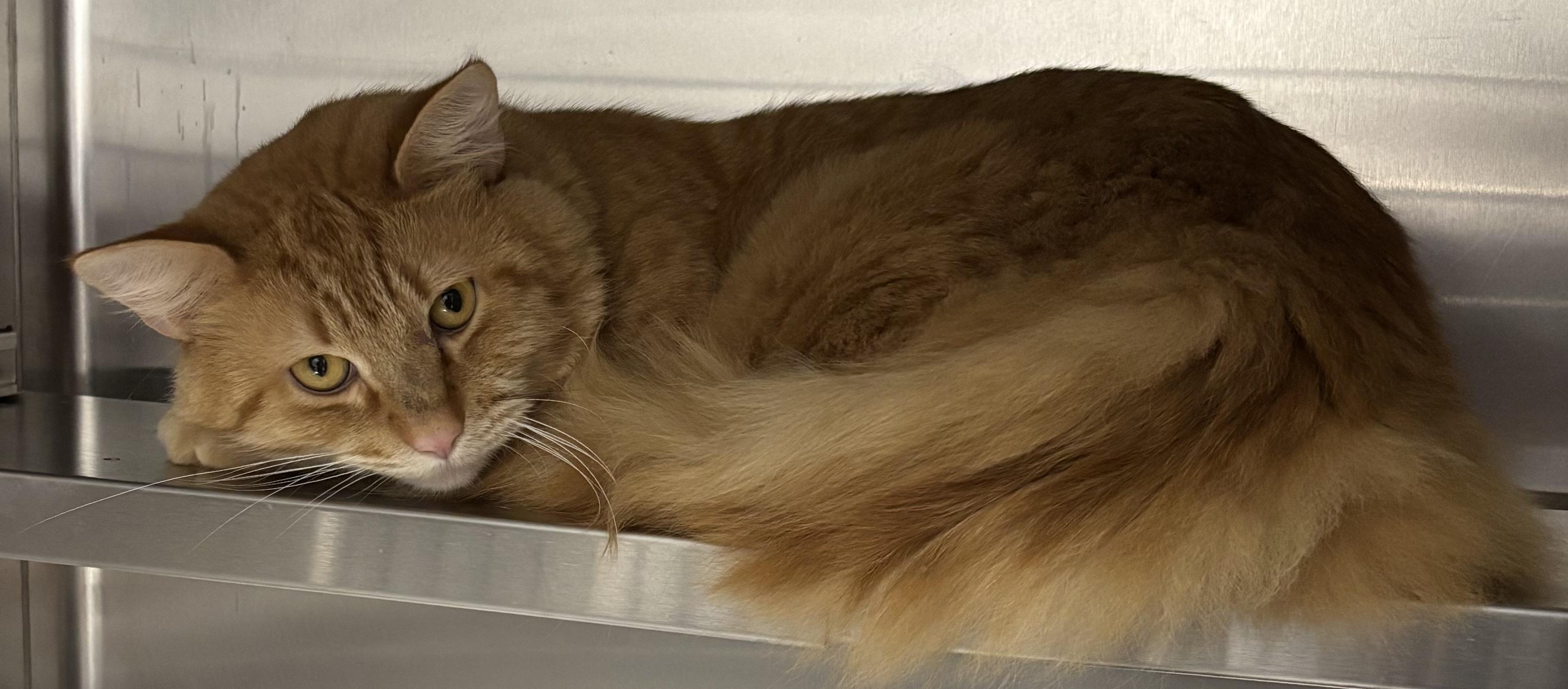 Enlarge Nacho, a Adopted Domestic Medium Hair in Marblehead, MA image 2/2