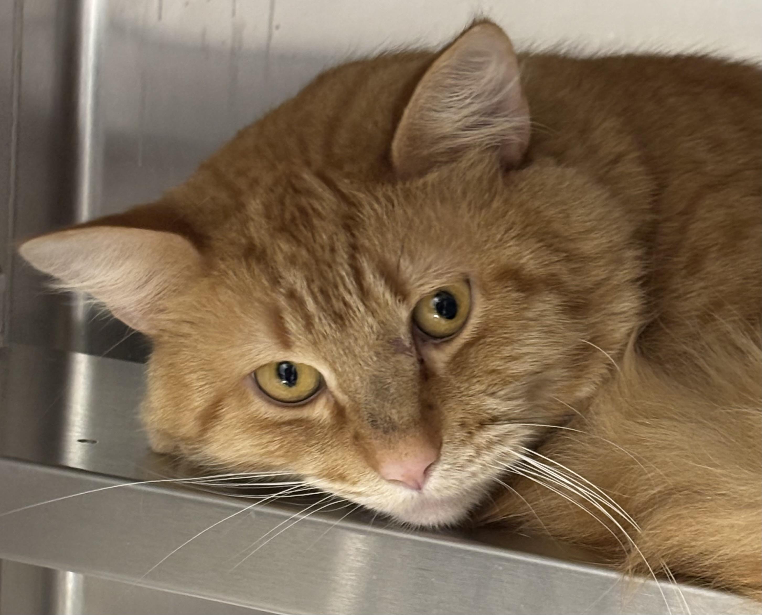 Nacho, Adopted, Adult Male Domestic Medium Hair.