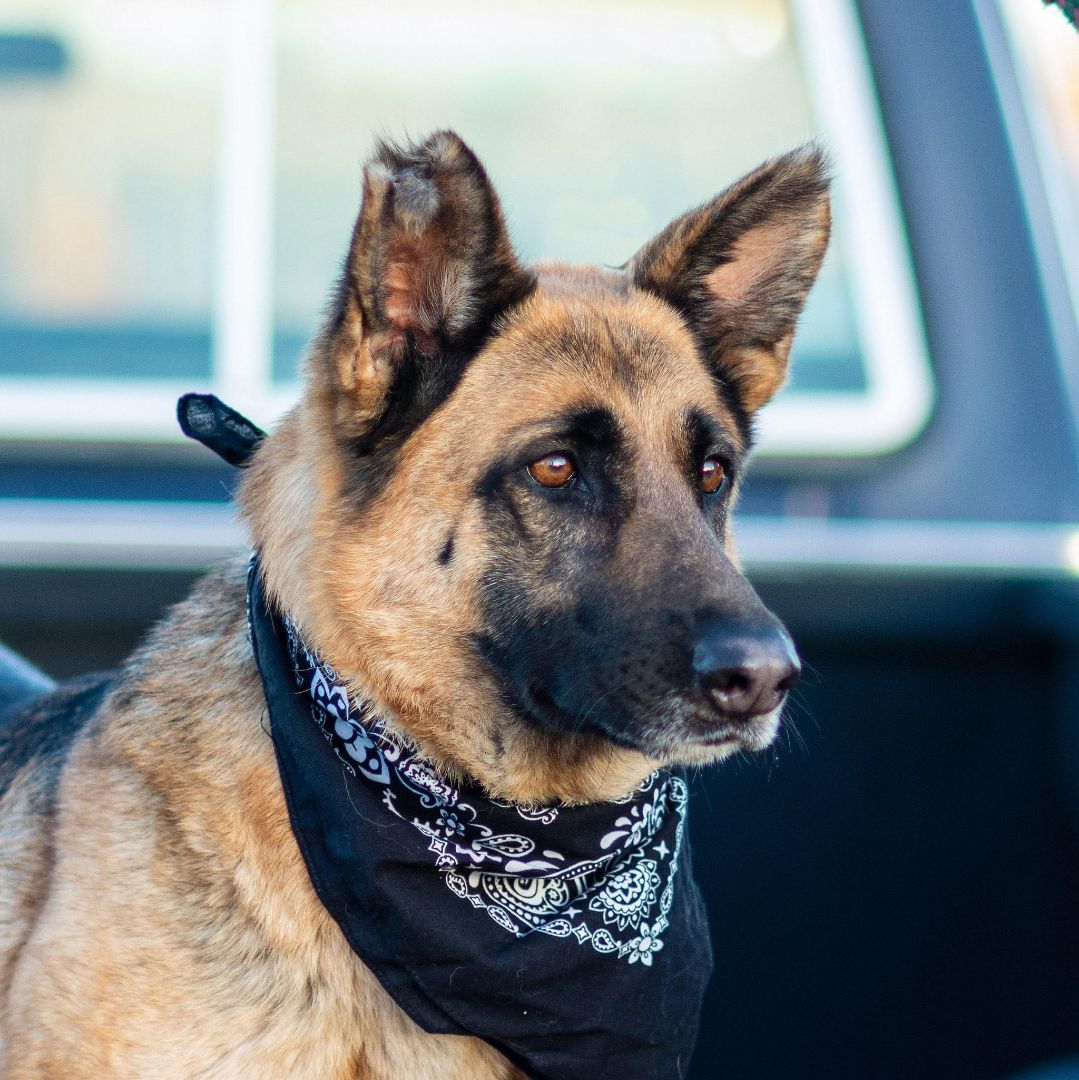 Faith, Young Female German Shepherd Dog