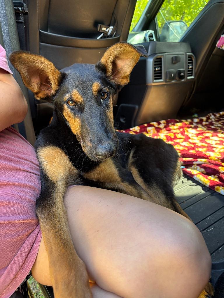 D510-26, Adoptable, Puppy Male Mixed Breed.