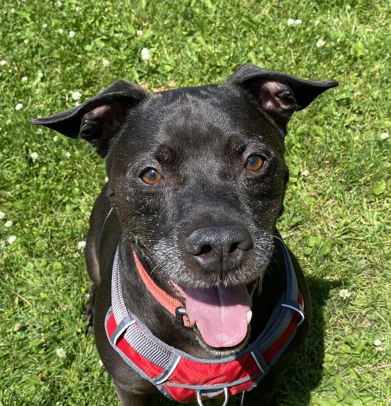 Apollo, Adoptable, Senior Male Black Labrador Retriever & Pit Bull Terrier.