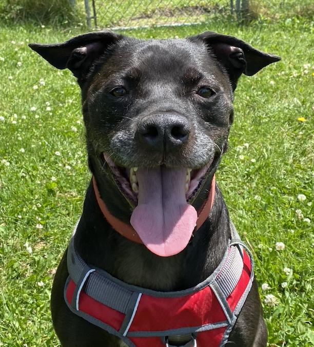 Enlarge Apollo, a Adoptable mixed breed in Potsdam, NY image 2/3