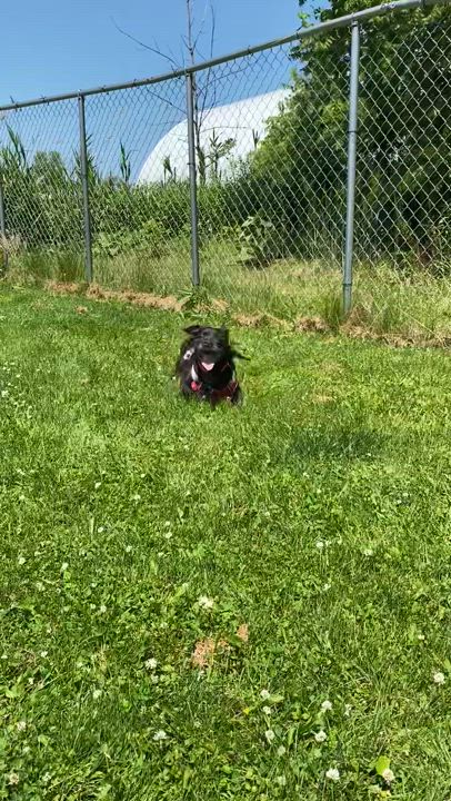 Enlarge Apollo, a Adoptable mixed breed in Potsdam, NY video 3/3