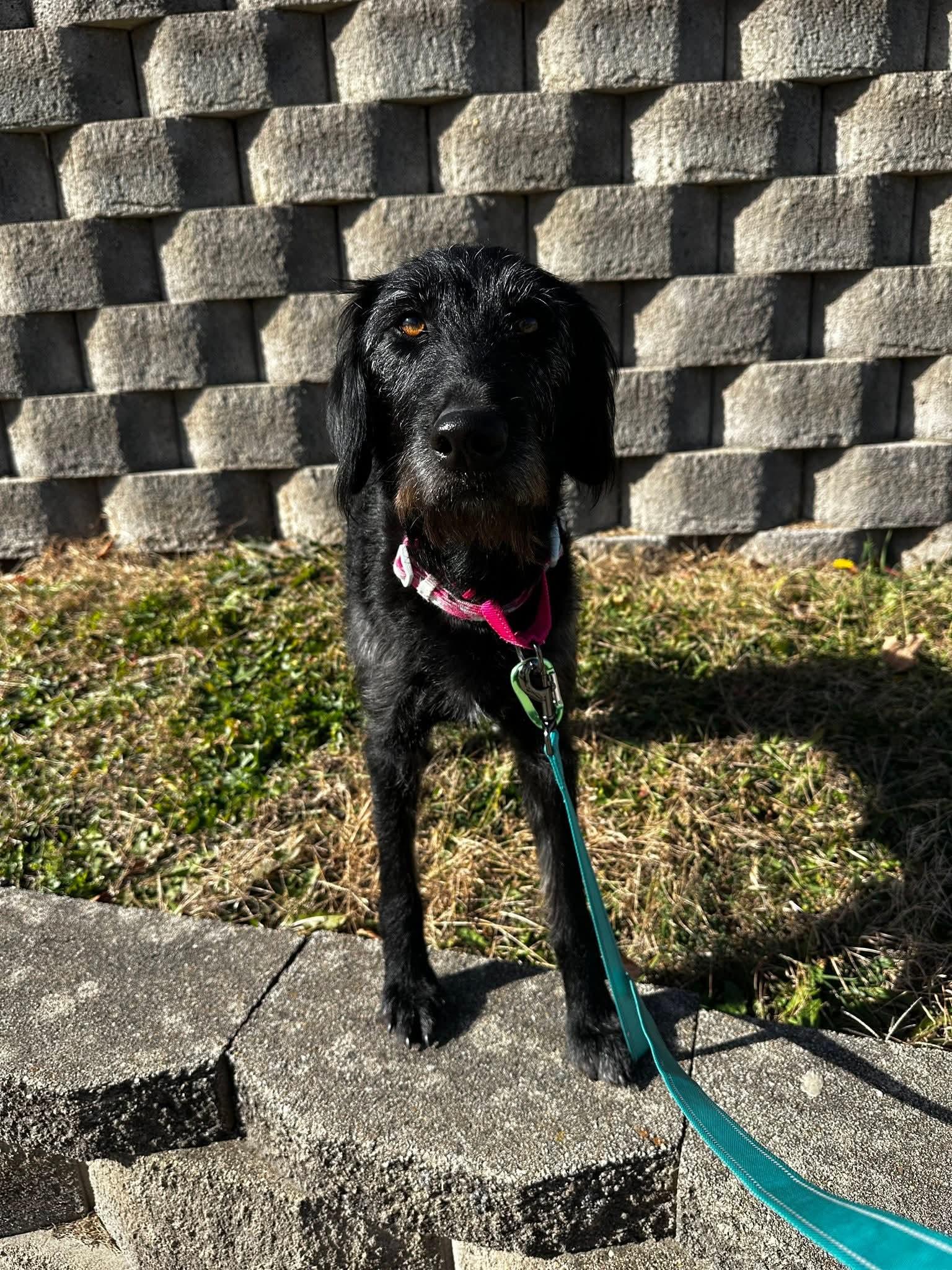 Pearl, an adopted Labradoodle in Cedar Rapids, IA image 2/6