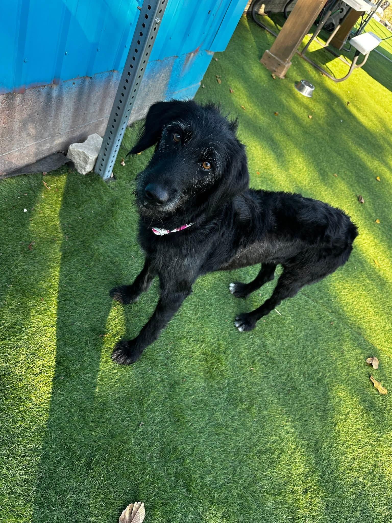 Pearl, an adopted Labradoodle in Cedar Rapids, IA image 3/6
