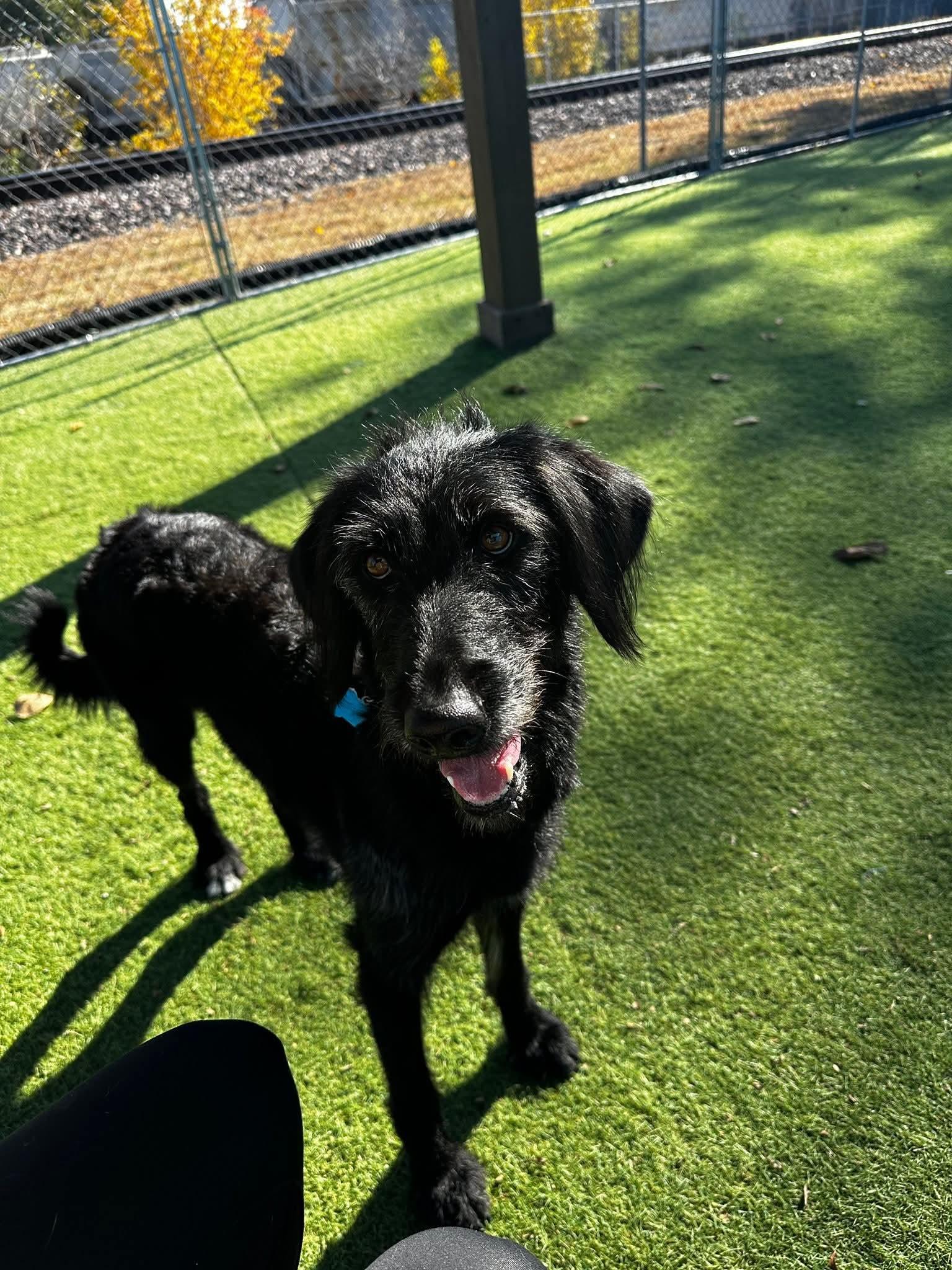 Pearl, an adopted Labradoodle in Cedar Rapids, IA image 4/6