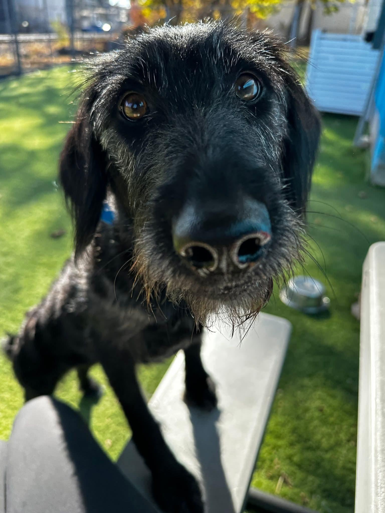 Pearl, an adopted Labradoodle in Cedar Rapids, IA image 5/6