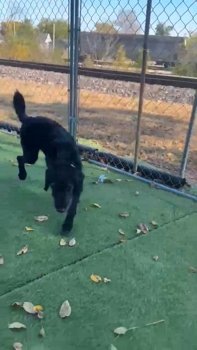 Enlarge Pearl, an adopted Labradoodle in Cedar Rapids, IA video 6/6