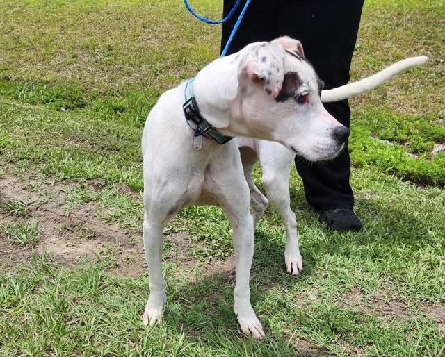 Enlarge Marina, a ADOPTABLE mixed breed in Manhasset, NY image 5/5