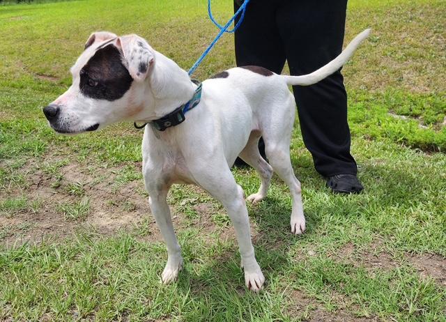 Enlarge Marina, a ADOPTABLE mixed breed in Manhasset, NY image 4/5