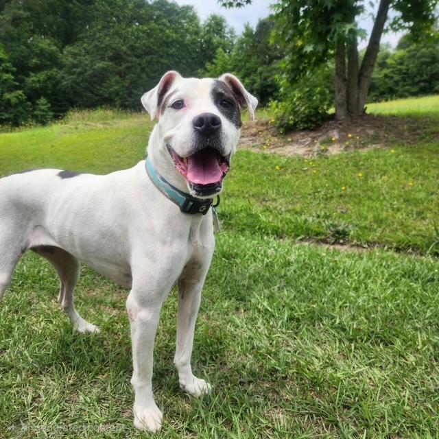 Marina, ADOPTABLE, Young Female American Staffordshire Terrier & Hound.