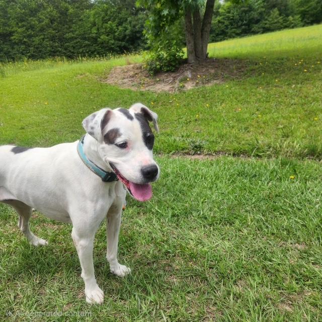 Enlarge Marina, a ADOPTABLE mixed breed in Manhasset, NY image 2/6