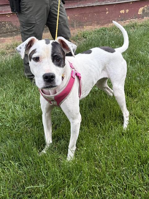 Enlarge Marina, a ADOPTABLE mixed breed in Manhasset, NY image 5/6