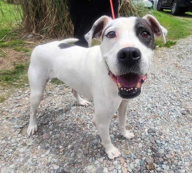 Enlarge Marina, a ADOPTABLE mixed breed in Manhasset, NY image 3/6