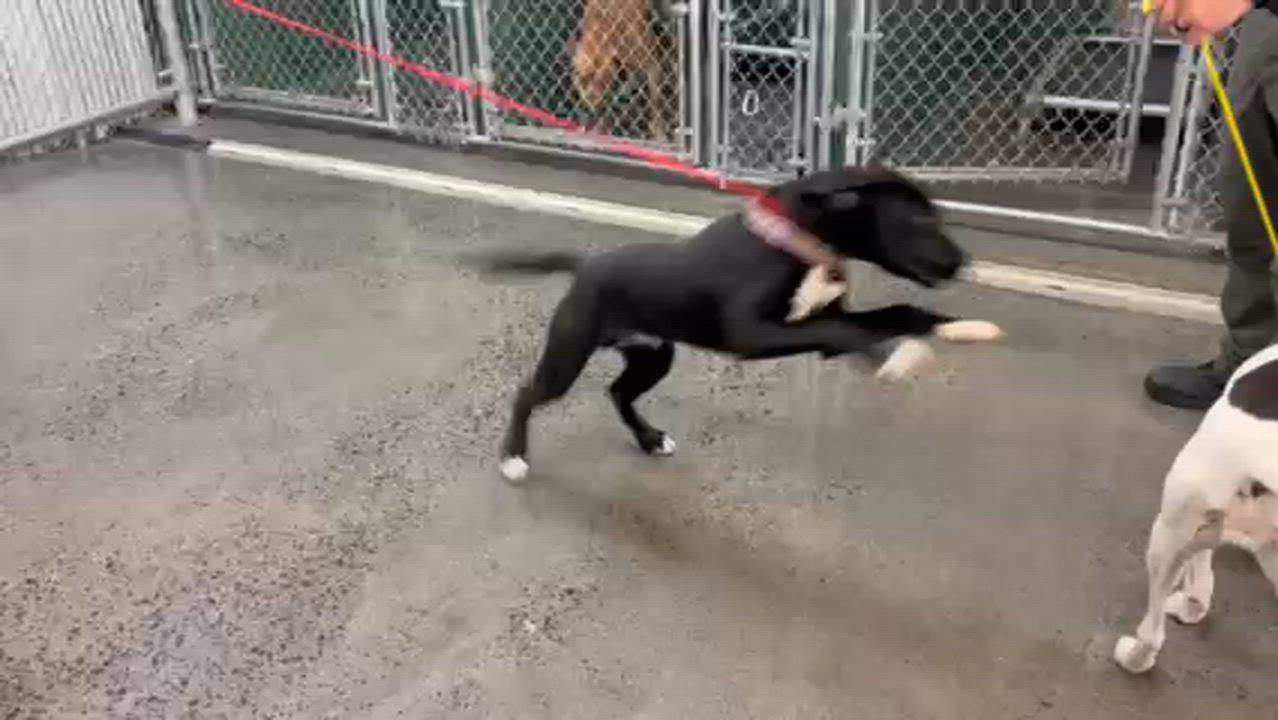 Enlarge Marina, a ADOPTABLE mixed breed in Manhasset, NY video 6/6