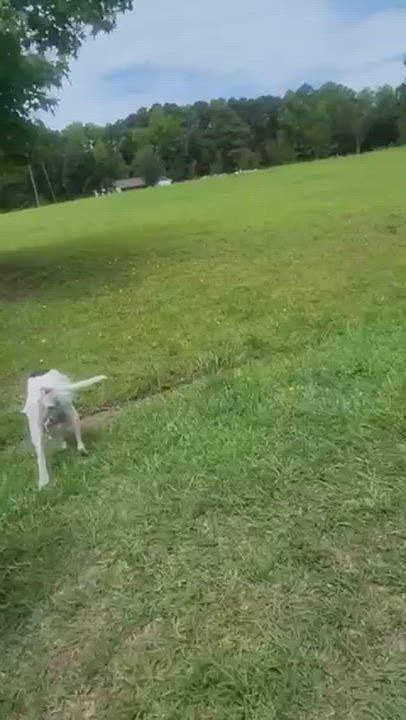 Enlarge Marina, a ADOPTABLE mixed breed in Manhasset, NY video 4/6