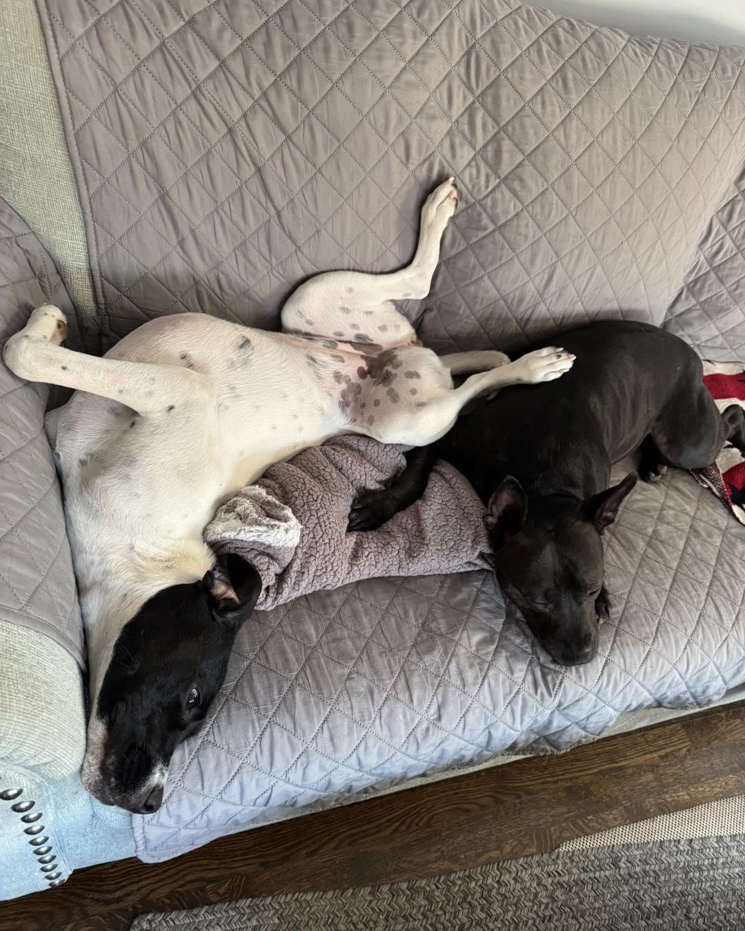 Luna, a Adoptable mixed breed in Grafton, MA image 2/5