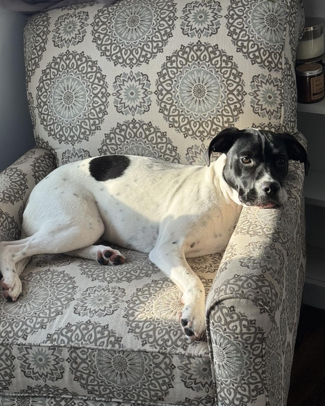 Luna, a Adoptable mixed breed in Grafton, MA image 3/5