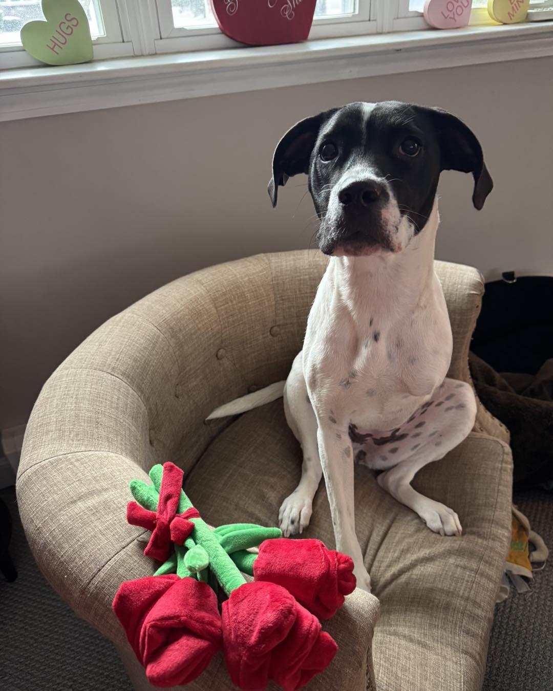 Luna, a Adoptable mixed breed in Grafton, MA image 4/5