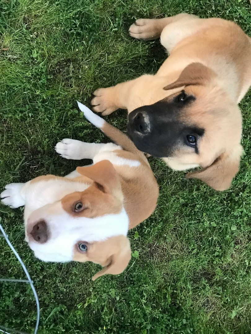 Gunther, Adopted, Puppy Male Mixed Breed.