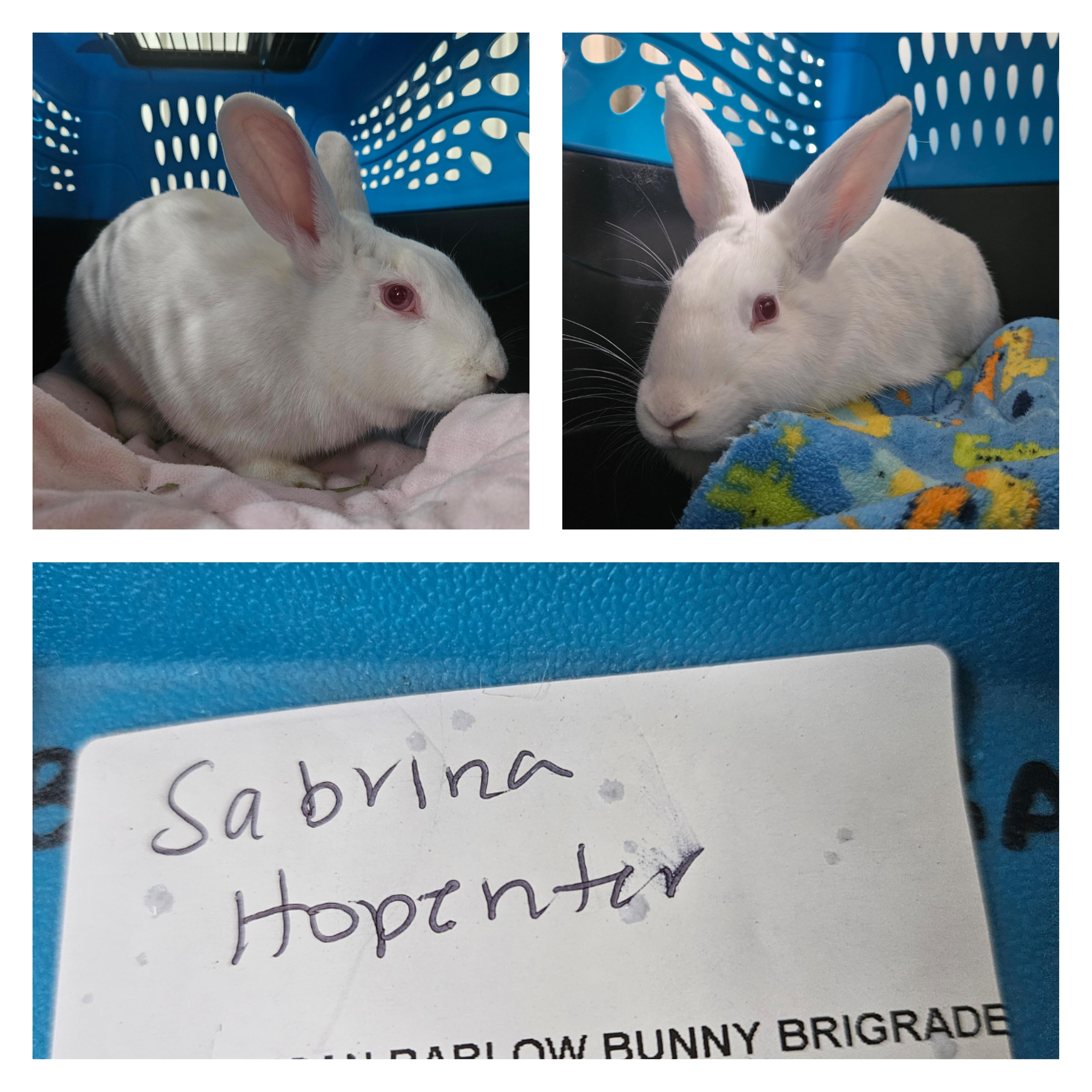 Enlarge Sabrina Hopenter & Dua Leap-a, a Adoptable New Zealand in Wilkes-Barre, PA image 1/1