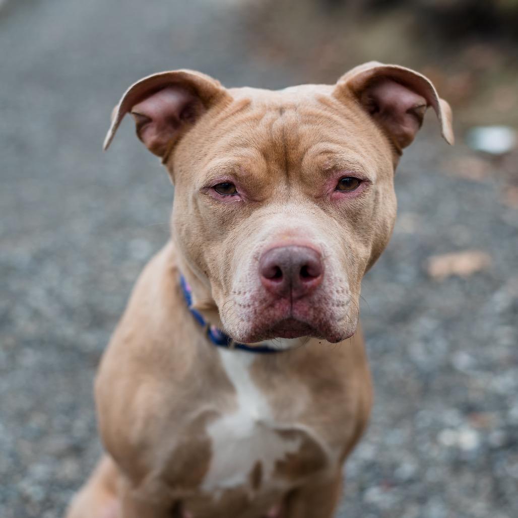 Enlarge Georgia, a Adoptable Mixed Breed in Warwick, RI image 3/4